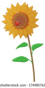 Sunflower with a ladybug sitting on its flowering head. Isolated. Vector illustration