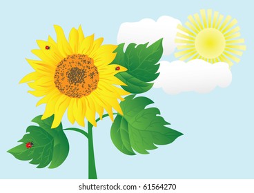 sunflower with ladybugs against sky. vector illustration.