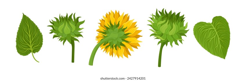 Sunflower Large Head with Green Stem and Leaf Vector Set