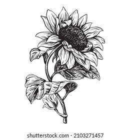 sunflower, leaf, seed, flower, oil. black and white sketch, hand drawing, isolated, vector. 