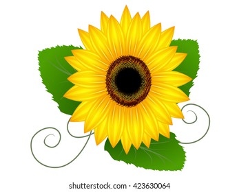 Sunflower with leaves.