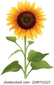 Sunflower with Leaves Detailed Beautiful Hand Drawn Vector Illustration