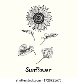 Girasol y hojas, vista frontal aislada, dibujo simple de doodles con inscripción, estilo de sepultura
