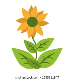 sunflower with leaves isolated