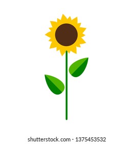 Sunflower with leaves isolated on white background. Vector illustration.