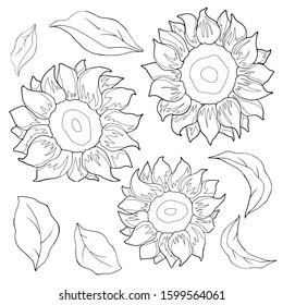 Sunflower Leaf Images Stock Photos Vectors Shutterstock