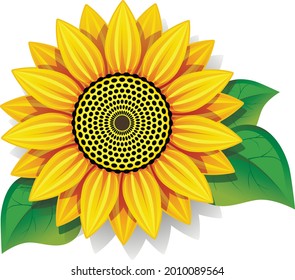 sunflower with leaves on white background