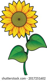 sunflower with leaves on white background