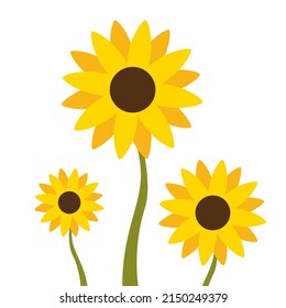 Sunflower and leaves on white background in flat vector.Illustation about sunflower for banner, background and greeting cards