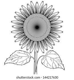sunflower with leaves out line vector