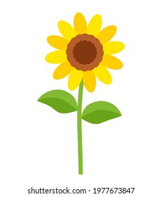 sunflower with leaves vector illustration