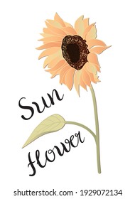 Sonnenblume auf weißem Hintergrund