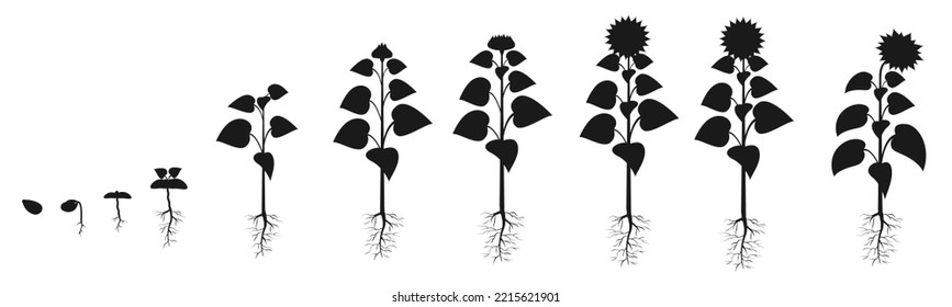 Sunflower life cycle in agriculture. Plant growth stages silhouette. Seed growing infographic