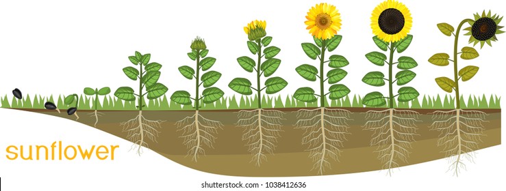 Sunflower life cycle. Consecutive stages of growth from seed to flowering and fruit-bearing plant. Plants showing root structure below ground level on vegetable patch