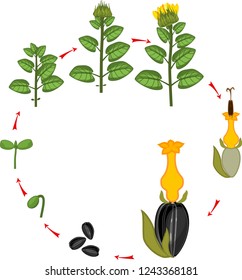 Sunflower life cycle. Growth stages from seeding to flowering and fruit-bearing plant