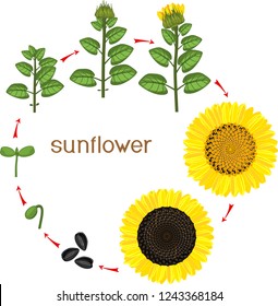 Sunflower life cycle. Growth stages from seeding to flowering and fruit-bearing plant