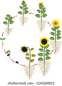 Sunflower Life Cycle Growth Stages Seed Stock Vector (Royalty Free ...