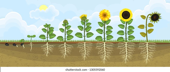 Sunflower life cycle. Growth stages from seed to flowering and fruit-bearing plant with root system