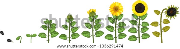 Sunflower Life Cycle Growth Stages Seed Stock Vector (Royalty Free ...