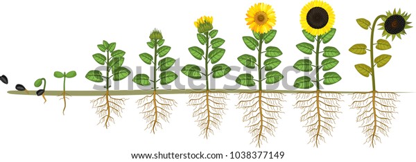 Sunflower Life Cycle Growth Stages Seed Stock Vector (Royalty Free