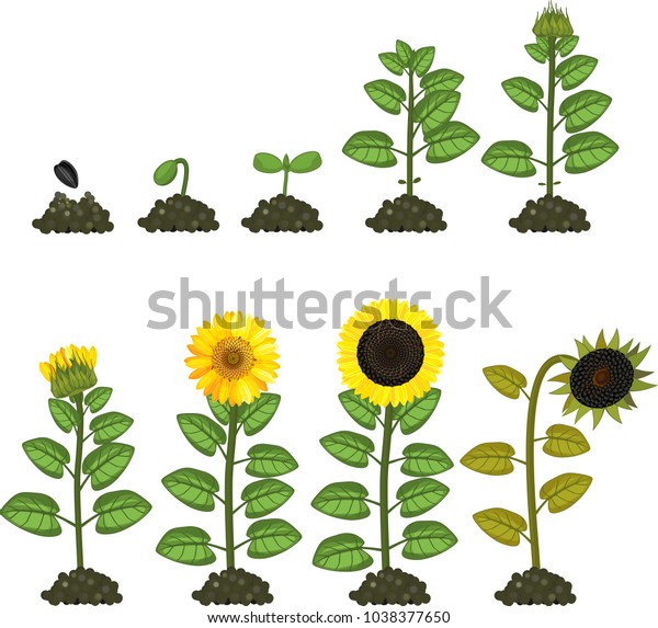 Sunflower Life Cycle Growth Stages Seed Stock Vector (Royalty Free ...