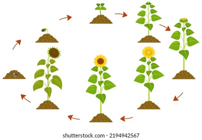 Sunflower life cycle. Infographic of plant growth stages from seed to maturity.