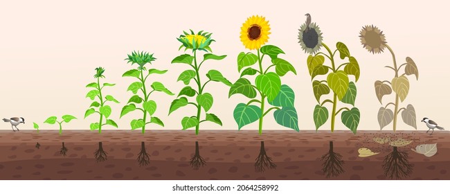 Sunflower life cycle. From seed to flowering, fruiting and wilting. Birds are carriers of plant seeds. Sunflower roots.