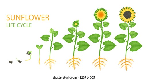 Sunflower Life Cycle Images Stock Photos Vectors - 