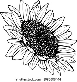 Sunflower line art Sunflower flower vector drawing set. Hand-drawn illustration isolated on white background. Vintage-style botanical sketch.