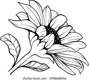 Sunflower line art Sunflower flower vector drawing set. Hand-drawn illustration isolated on white background. Vintage-style botanical sketch.