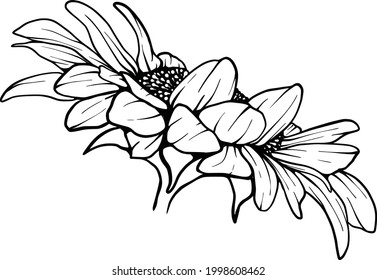 Sunflower line art Sunflower flower vector drawing set. Hand-drawn illustration isolated on white background. Vintage-style botanical sketch.