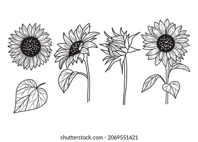 Sunflower line art nature plant summer flower
