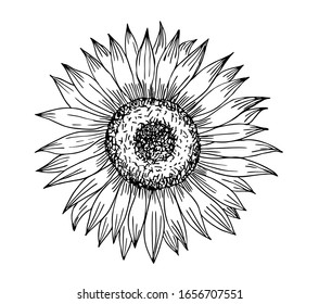 Sunflower In Line Art Style.