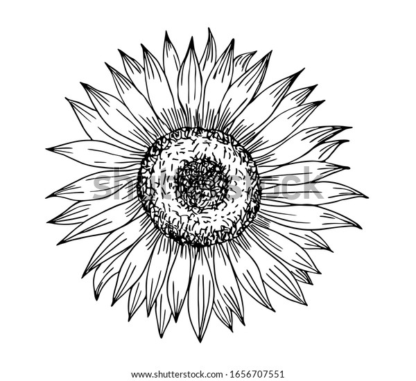 Sunflower Line Art Style Stock Vector (Royalty Free) 1656707551