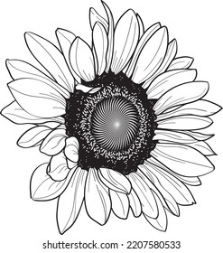 sunflower line art in vector, floral linear element