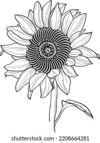 sunflower line art in vector, floral linear element	
