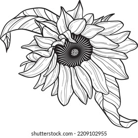 sunflower line art in vector, floral linear element