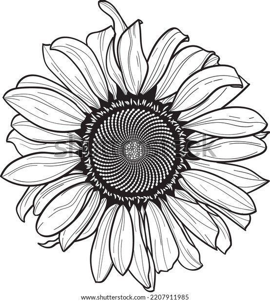 Sunflower Line Art Vector Floral Linear Stock Vector (Royalty Free ...