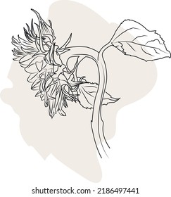 SUNFLOWER LINE DRAWING 10 EPS