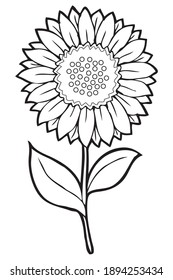 sunflower line vector illustration,
isolated on white background.Top view