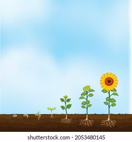 Girasol con una larga sombra sobre el fondo del cielo. Ilustración vectorial