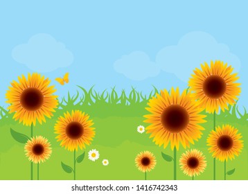 Sunflower meadow in the sunny day vector. Summer landscape with sunflowers vector. Sunflower Meadow Background