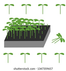 Sunflower micro green vector