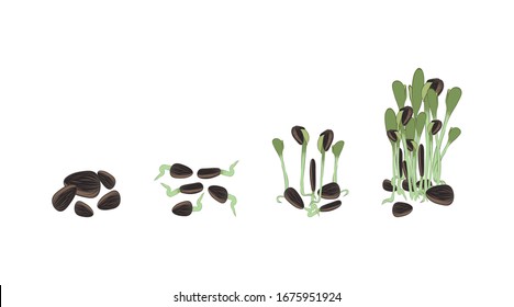 
Sunflower microgreen. Stage of development of greenery. There is a place for text. Color image. Design element. Vector illustration.