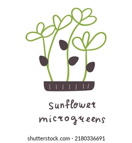 Sunflower microgreens. Vector flat hand drawn illustration on white background.
