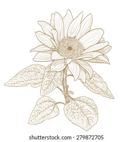 sunflower monochrome drawing on white