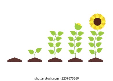 Sunflower natural plant Growth Vectorart