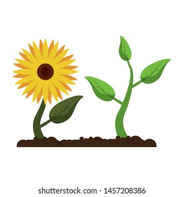 sunflower with nature plant growing from earth cartoon vector illustration graphic design