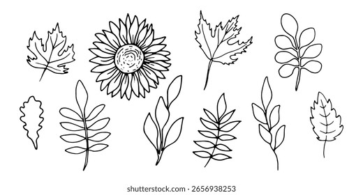Girasol con roble, hojas de arce. Ilustración vectorial botánica. Gráfico de contorno negro en estilo doodle. Dibujado a mano arte de línea para temas herbales, vacaciones de temporada. Halloween, Acción de Gracias. Cosecha.