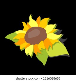 sunflower on black background